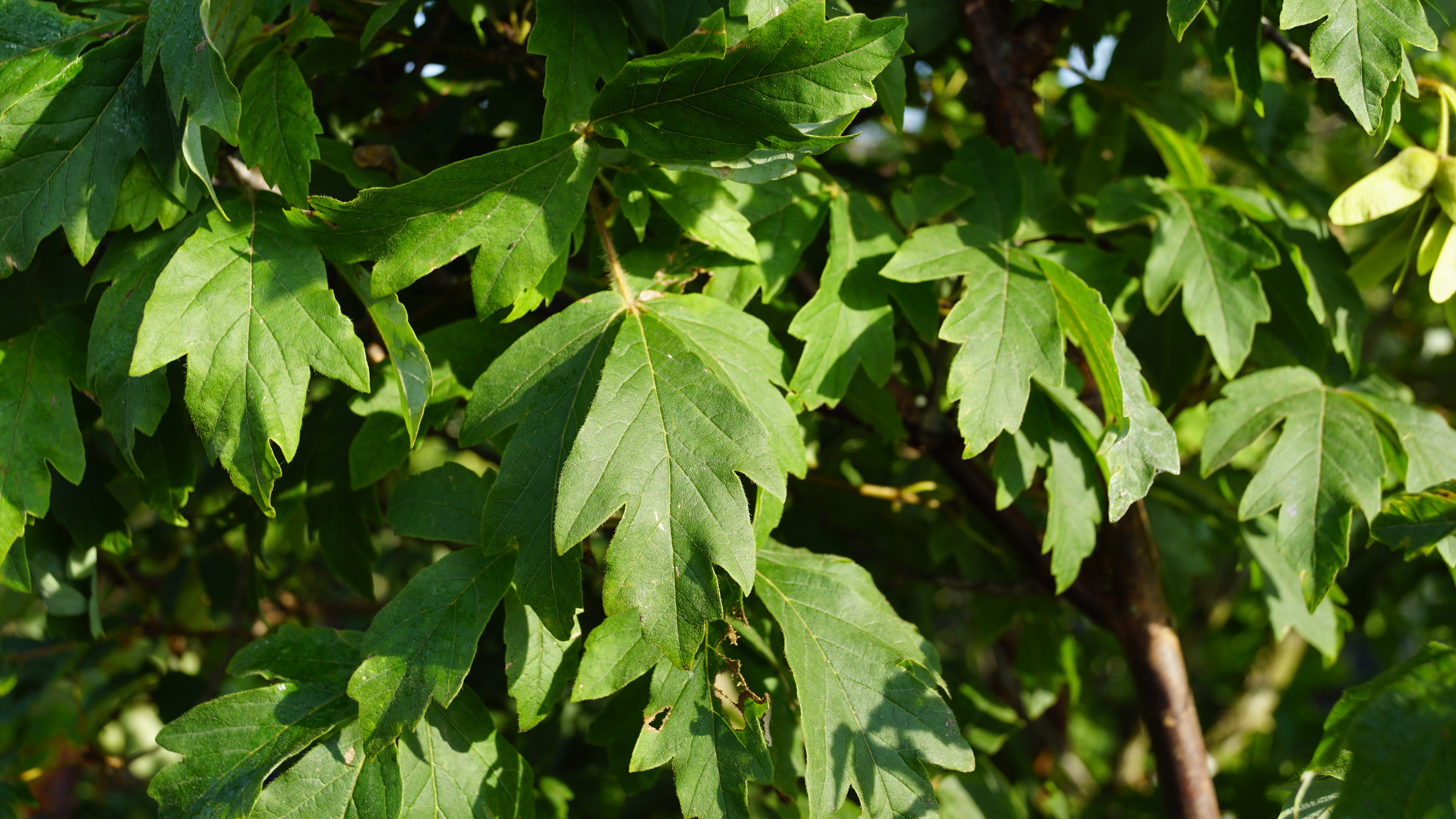 Acer griseum (1)-1